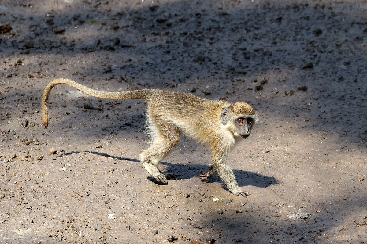 Green vervet monkey